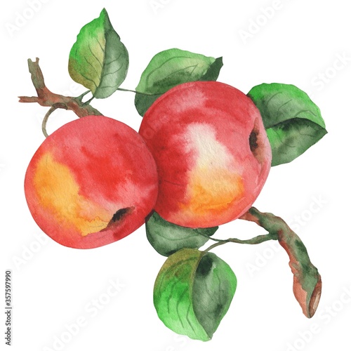 watercolor illustration, ripe apples on branches with green leaves, isolate on a white background