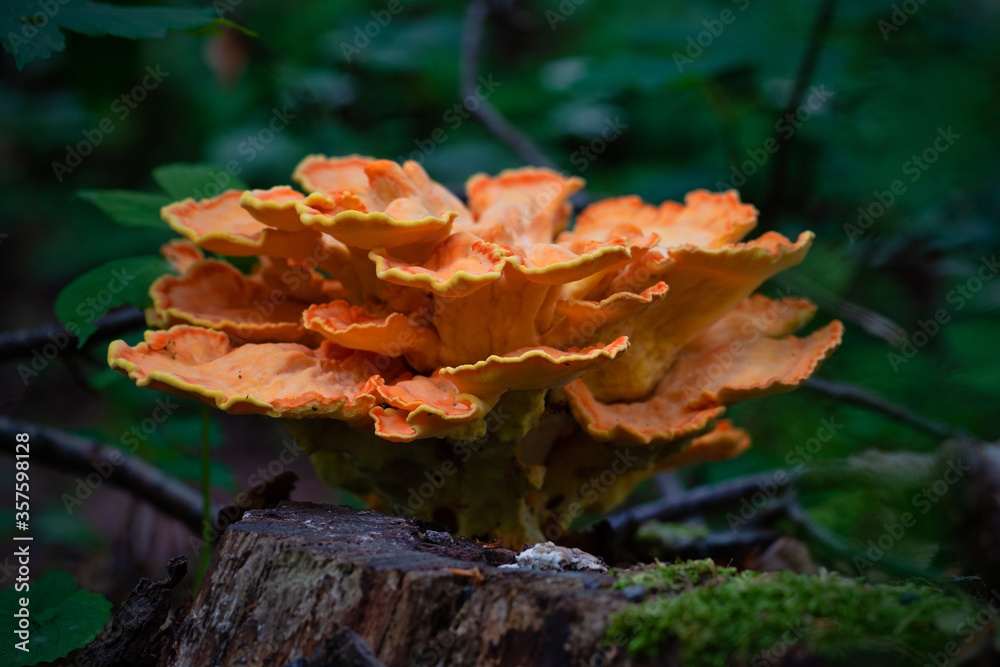 Gemeiner Schwefelporling