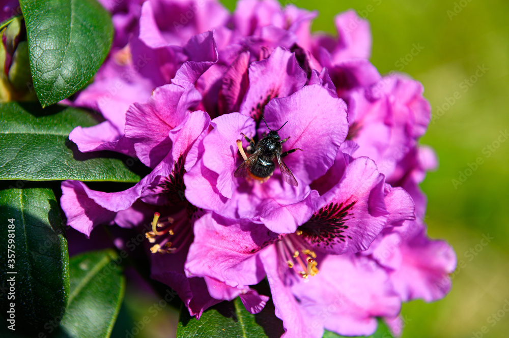 Rododendron Rododendron