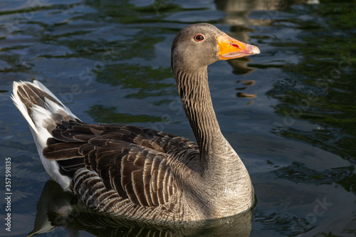 Greylag Goose On A Lake In Kettering England