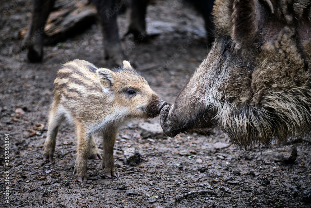 Wildschweine ( Sus scrofa ), Wildschweine ( Sus scrofa ),
