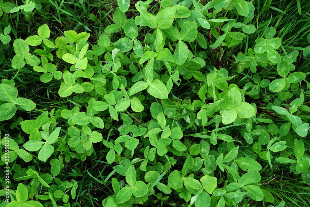 Fresh summer green bright texture of clover leaves Fresh summer green bright texture of clover leaves