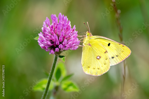 Colias erate butterfly on pink clover © kojihirano