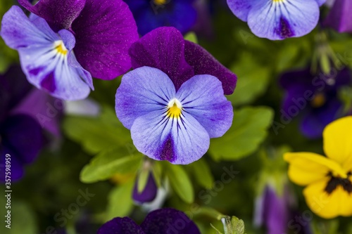 Close up colorful view of flowers pansies isolated on background. Gorgeous nature backgrounds.