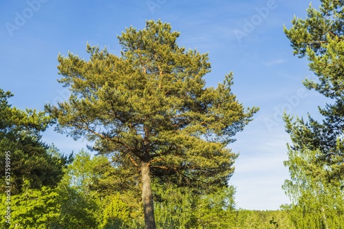 Beautiful view of pine tree and green pants on blue sky background. Gorgeous natural backgrounds. 