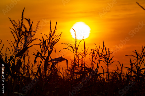 Silhouette of corn during sunset

