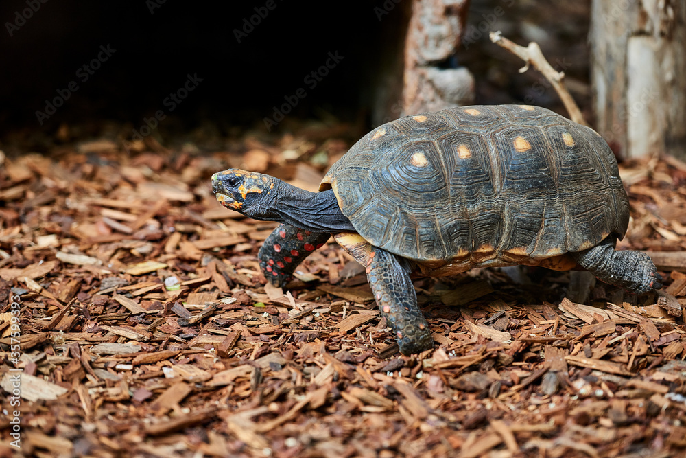 African spurred tortoise (Centrochelys sulcata) African spurred tortoise (Centrochelys sulcata)
