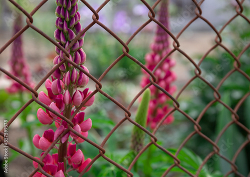 lupine flowers over the fence