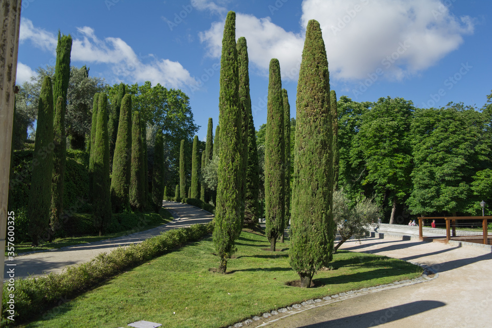 widok park drzewa niebo liście natura zieleń