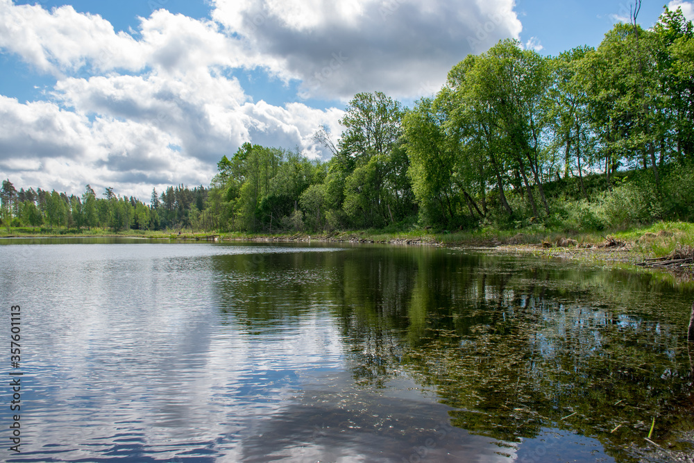 summer landscape with lake and white cloud reflections in the water, tree silhouettes reflect in the lake water summer landscape with lake and white cloud reflections in the water, tree silhouettes reflect in the lake water