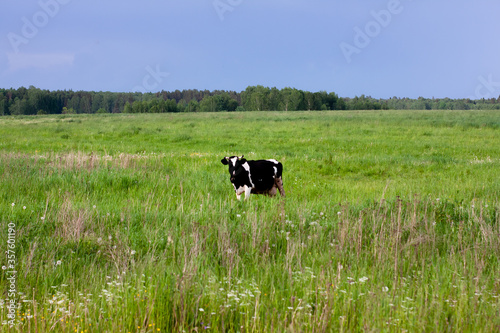 dairy cow in a beautiful meadow. place under the label. summer nature