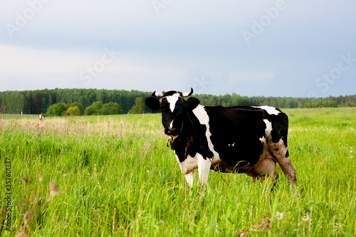 dairy cow in a beautiful meadow. place under the label. summer nature