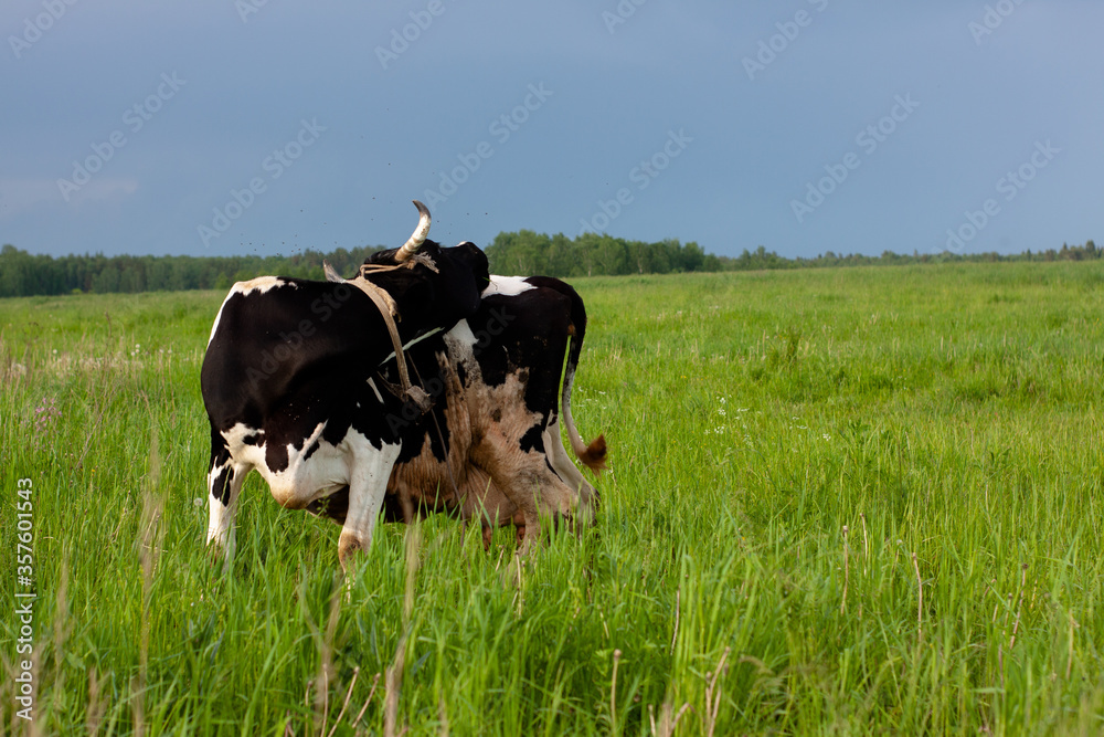 dairy cow in a beautiful meadow. place under the label. summer nature dairy cow in a beautiful meadow. place under the label. summer nature
