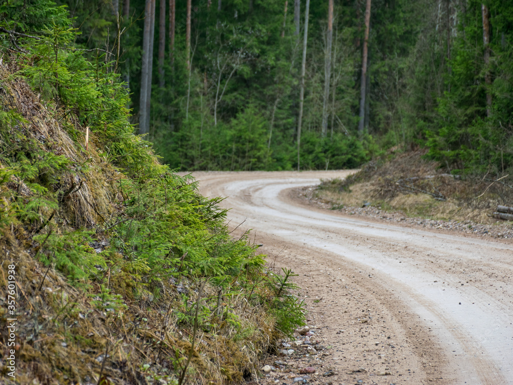 Fototapeta premium landscape with a spruce forest