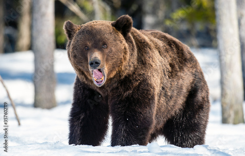Adult Male of Brown Bear on the snow in winter forest. Close up. Scientific name: Ursus Arctos. Wild Nature. Natural Habitat.