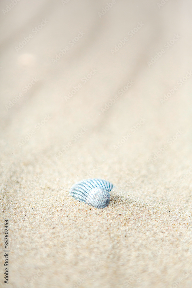 Old dried calcified seashell in beach sand Old dried calcified seashell in beach sand