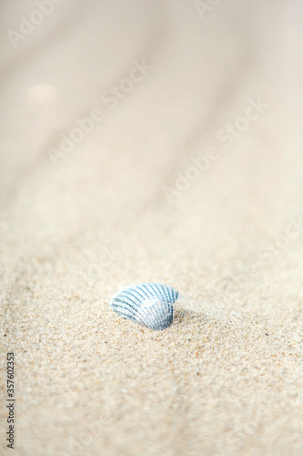 Old dried calcified seashell in beach sand