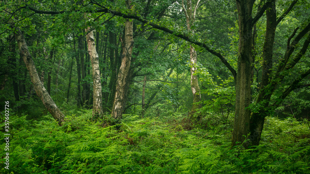 Woodland landscape in Plessey Woods in the county of Northumberland, England, UK.