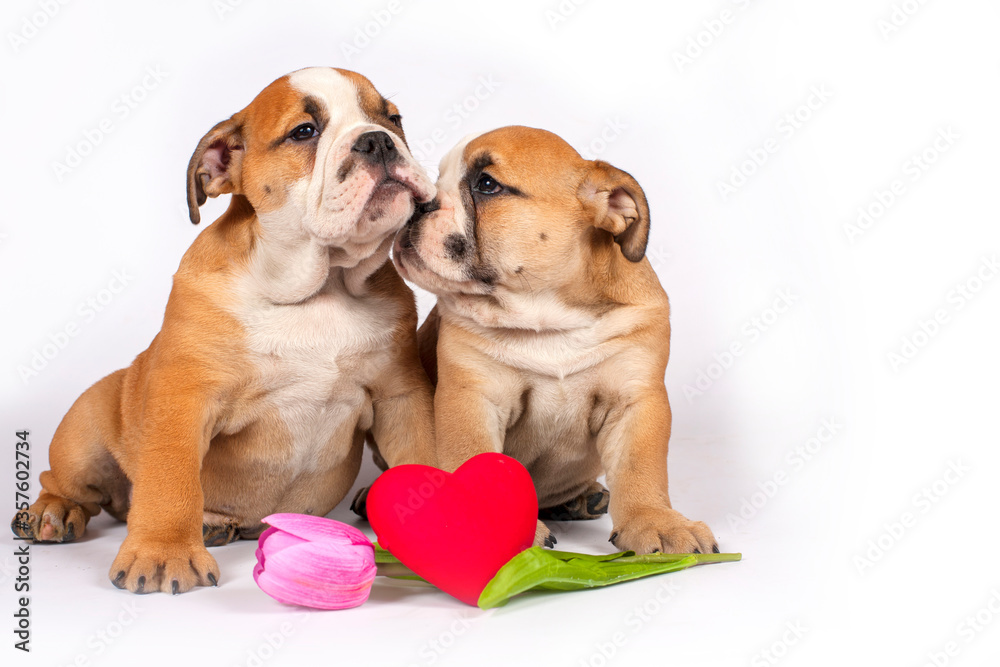 Obraz premium Two English bulldog puppies