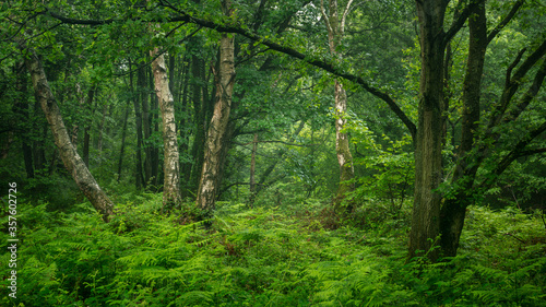 Woodland landscape in Plessey Woods in the county of Northumberland, England, UK.