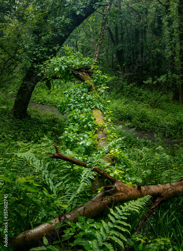 Woodland landscape in Plessey Woods in the county of Northumberland  England  UK.