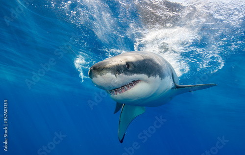 Great white shark close up, Guadalupe Island, Mexico.