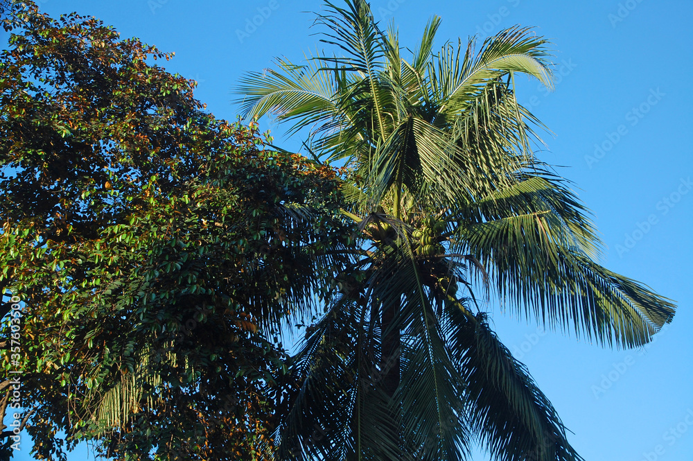 Fototapeta premium Coconut tree with leaves and fruit in the Philippines