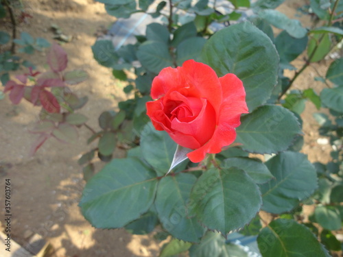 Red rose  2