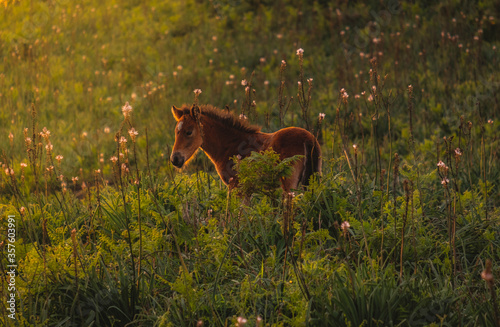 Bonito cavalo potro selvagem na natureza © Romano Alves