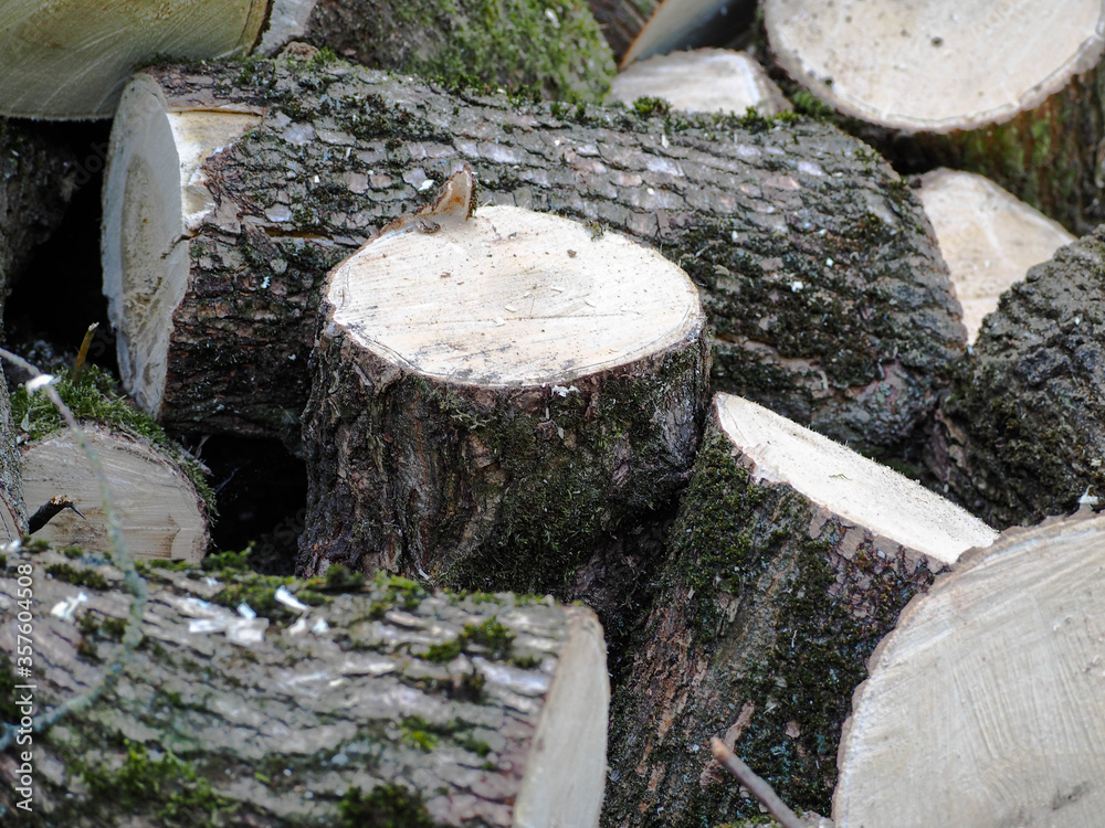cut down parts of a tree in the forest . deforestation . logs cut down parts of a tree in the forest . deforestation . logs