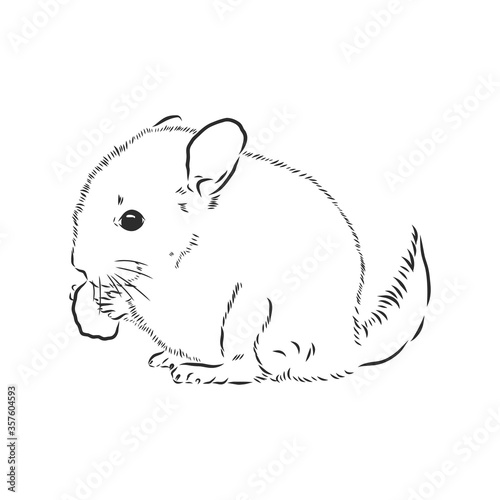 Chinchilla dog sketch style vector illustration. Old hand drawn engraving imitation. chinchilla animal, vector sketch illustration