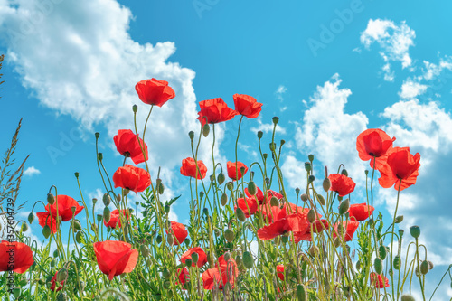 Red poppies in bloom on a field  blue sky  sun rays  bright