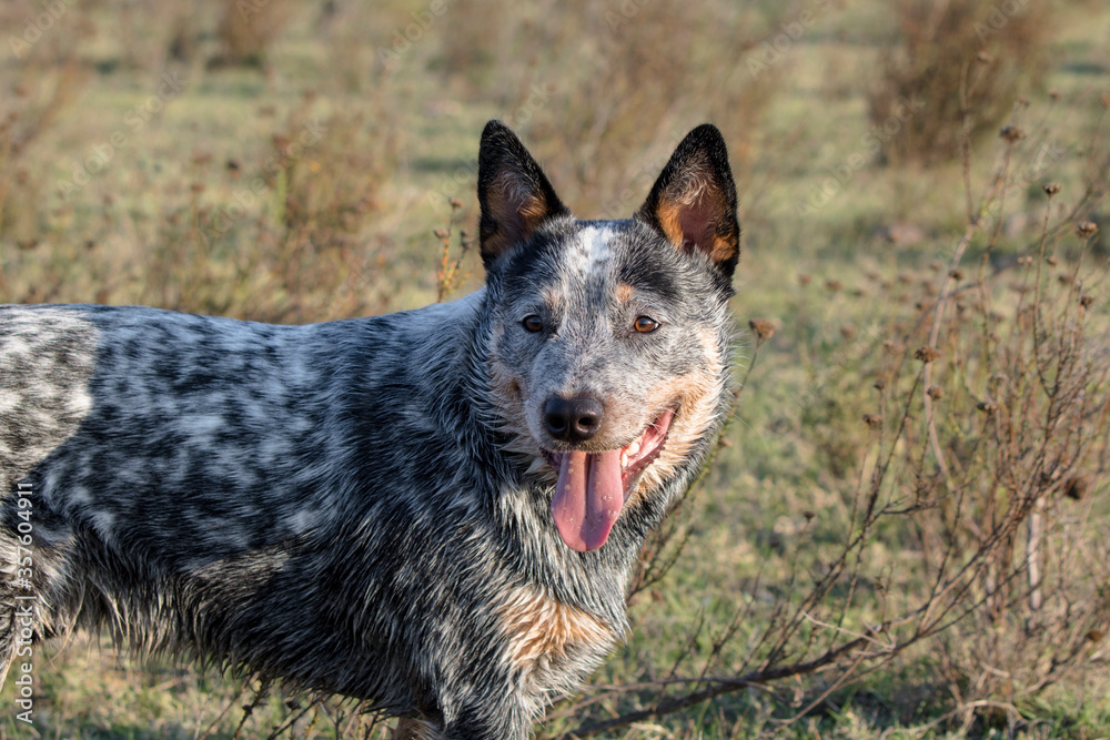 Portrait of an Australian Cattle Dog  (Blue heeler) standing in the field mouth open and looking into the distance