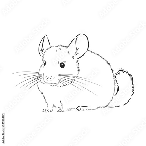 Chinchilla dog sketch style vector illustration. Old hand drawn engraving imitation. chinchilla animal, vector sketch illustration