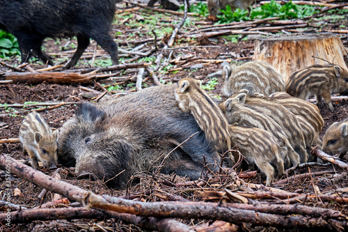 Bilde på lerret Wildschweine ( Sus scrofa ),