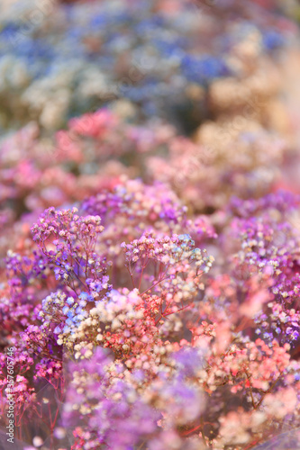 Beautiful flowers in a garden with blurred background under the sunlight in Malaysia. Vertical shot.