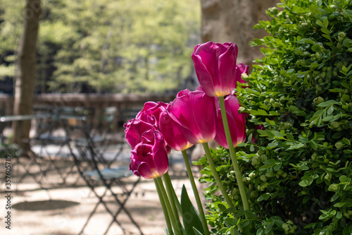 Photography Dark Pink Tulips at Bryant Park during Spring in New York City