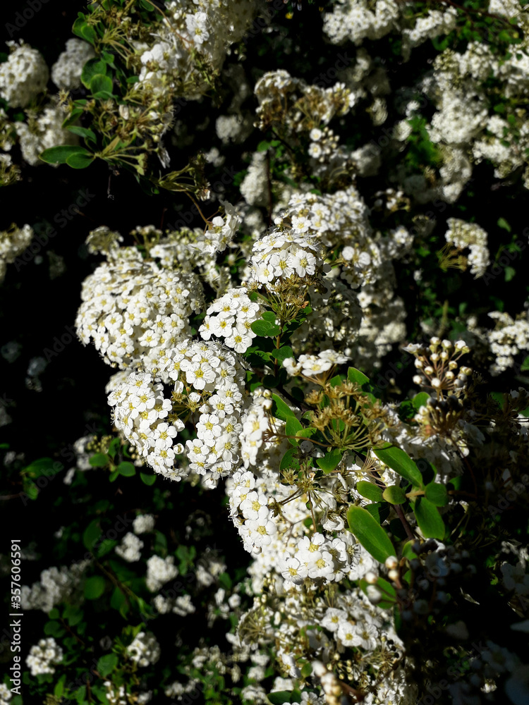 flowering spring bush, white flowers flowering spring bush, white flowers