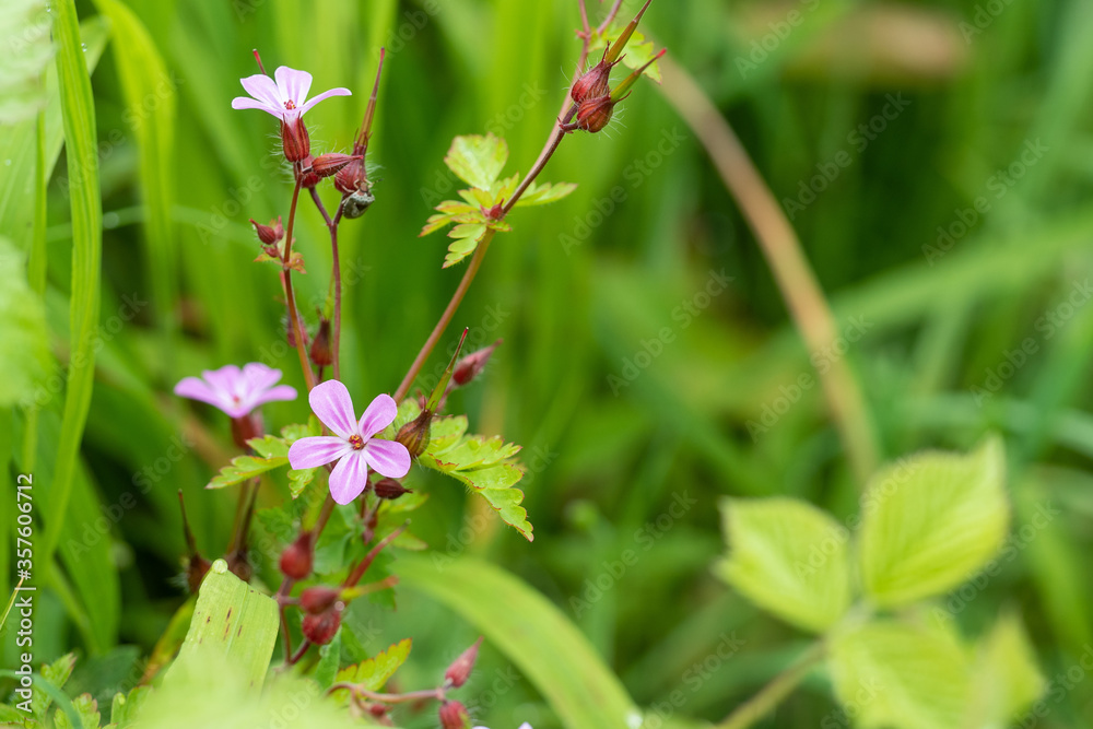 Herb Robert, Geranium robertianum, a pretty pink wild flower Herb Robert, Geranium robertianum, a pretty pink wild flower