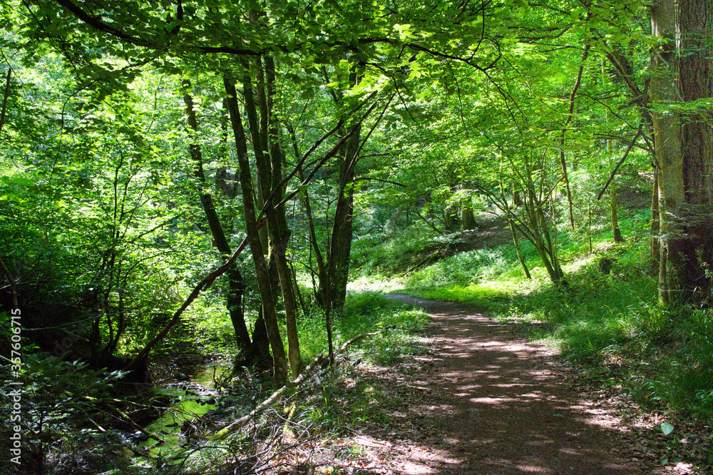 Mystischer Wald bei urmatt in den vogesen Mystischer Wald bei urmatt in den vogesen