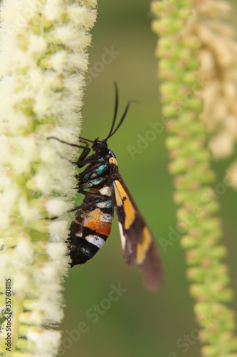 cyanopepla orbona on leaf photo