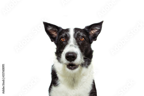 Attentive and clever border collie dog looking at camera. Isolated on white background.