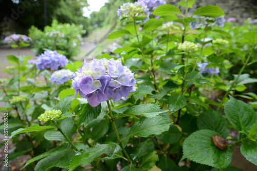 雨の日の紫陽花