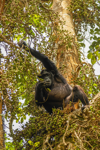 Common Chimpanzee ( Pan troglodytes schweinfurtii) sitting in a tree eating, Kibale Forest National Park, Rwenzori Mountains, Uganda. photo