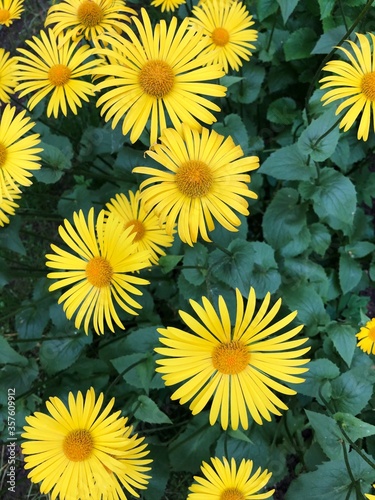 Beautiful yellow daisies in the Park macro