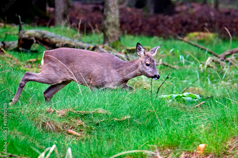 Fototapeta premium Reh ( Capreolus capreolus ).