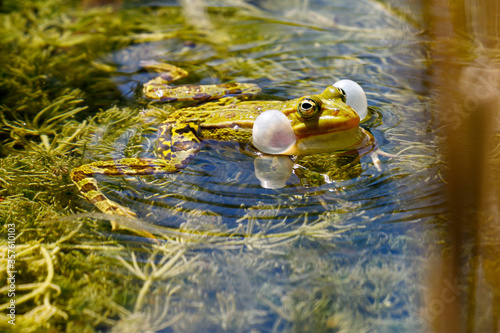 Photography Water frog in the dunes of the Amsterdam water supply Area / Groene kikker in de