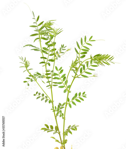 lentil plant or Lens culinaris or Lens esculenta. With flowers isolated.