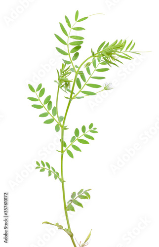lentil plant or Lens culinaris or Lens esculenta. With flowers isolated.