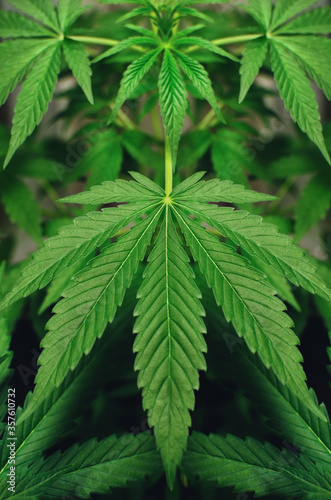 Young  green cannabis plants grow in pots. Growing medical marijuana.